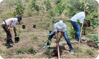 Team digging multiple pits for plantation on hillside terrain 